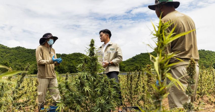  Thailand Had Notoriously Harsh Drug Laws. Now Weed Is Legal—and That’s Making Things Complicated