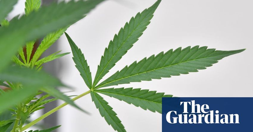  Recreational marijuana use in Australia could be legalised by federal parliament, Greens say