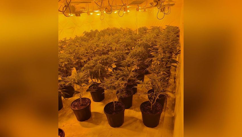  Two men arrested as gardai seize cannabis worth €465k in Galway search