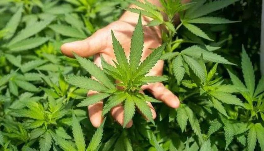  Cannabis plant without flowering or fruiting tops cant be considered ganja: Bombay HC