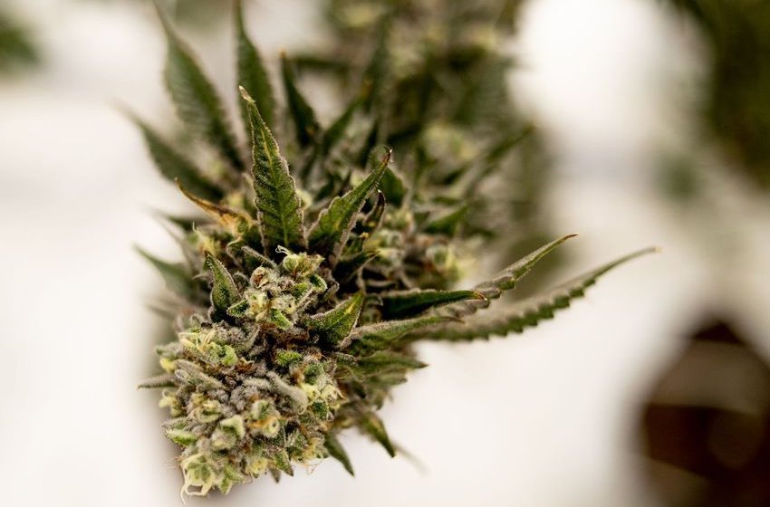  Michigan marijuana growers tell state regulators “we got ours, so fark everyone else” [Asinine]