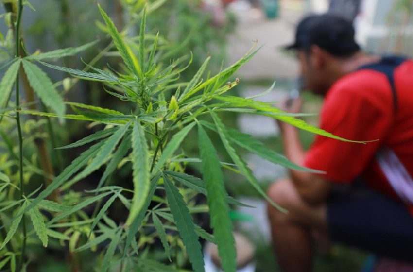  Investors seek clarity on cannabis status
