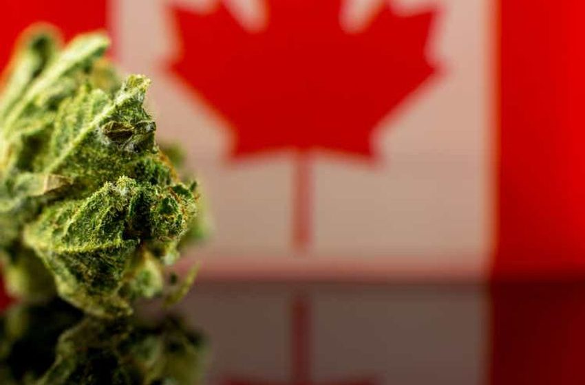  Aurora Cannabis FQ4 net loss widens 362% on impairment charges