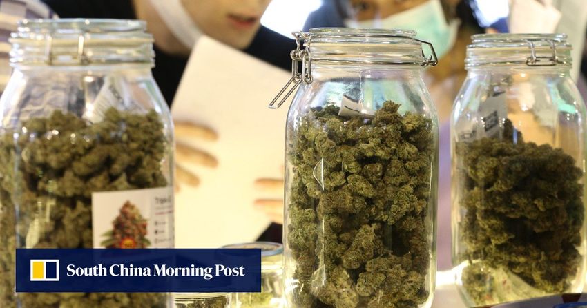  Malaysia eyes Thailand’s medical cannabis policy, as Kuala Lumpur contemplates its own marijuana strategy