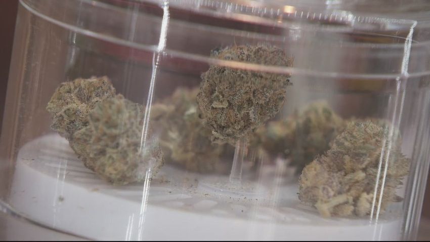  Detroit marijuana business licenses now up for grabs with application process open – FOX 2 Detroit
