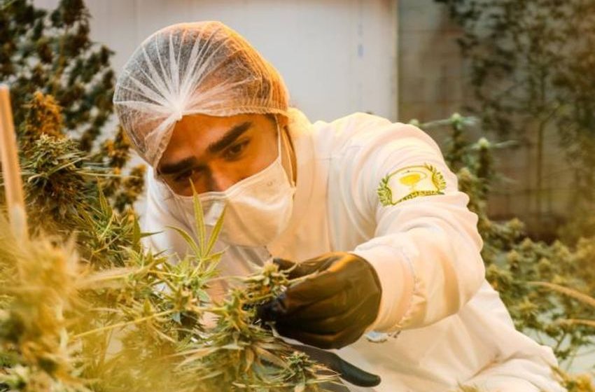  Empresários discutem a legalização da maconha no Brasil