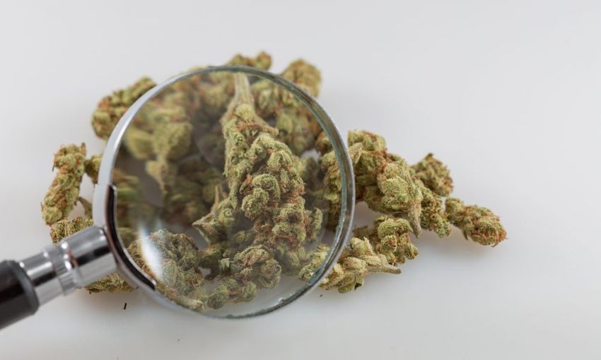 Top Federal Health Official Blasts Marijuana Research Barriers That Have Hindered Studies Into Opioid Alternatives
