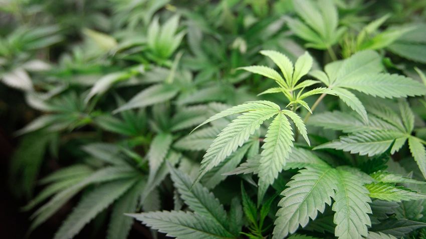  Wichita City Council votes to decriminalize possession of small amounts of marijuana, fentanyl test kits