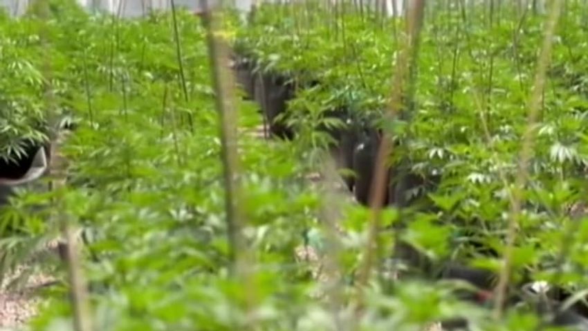  Florida health officials set medical marijuana dosage, supply limits