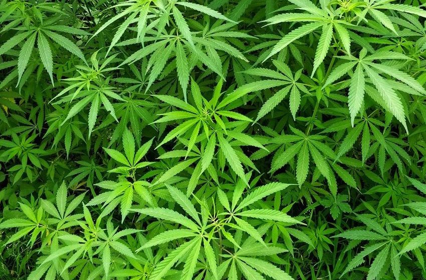  News24.com | SA’s first specialised dagga investment company to go ahead with JSE listing
