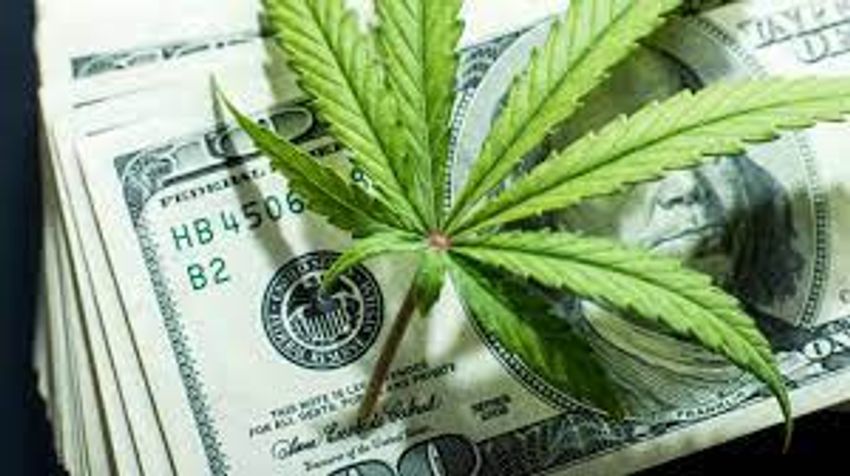  Cannabis Profits