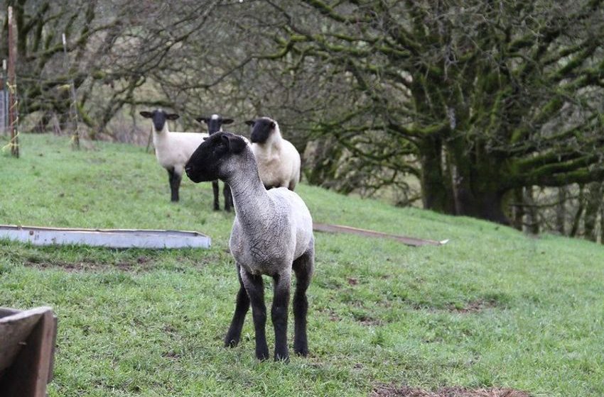  Hemp byproducts are a good feed alternative for lambs, OSU study finds