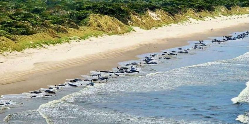  230 pilot whales stranded in Australia, ‘about half’ feared dead
