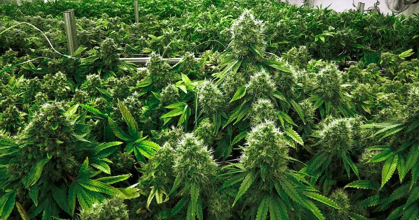  Minnesota poll: 53% support legalizing recreational marijuana