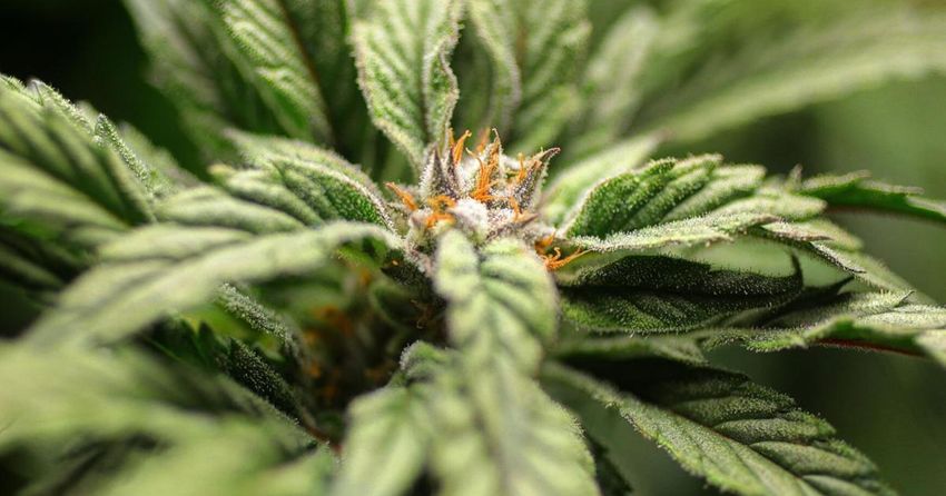 Missouri lawmakers urge Parson to add marijuana legalization to special session