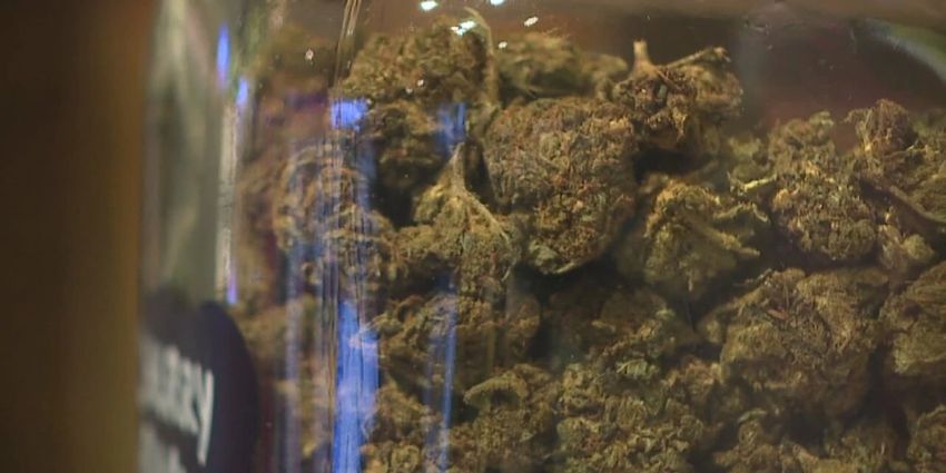  Applications for cannabis business licenses now open in Alabama – WAFF