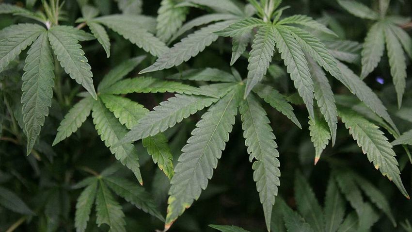 New limits on medical marijuana kick in today