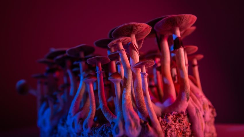 What Colorado Voters Should Know About the Natural Medicine Health Act
