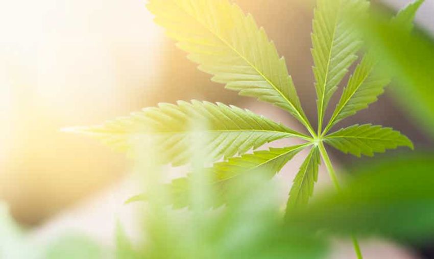  Tilray gets approval in Italy to import, distribute medical cannabis product