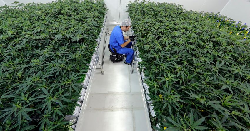 Nation’s marijuana laws are stuck in the past