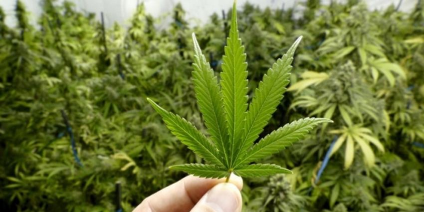 Big Weed is stealing our water and our health