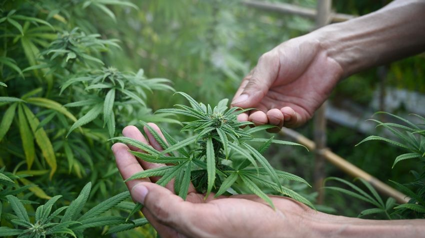 Marijuana use hits record high in new Gallup poll