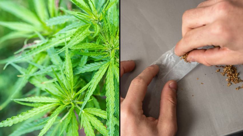  Bill to legalise cannabis in Australia could finally be introduced to parliament