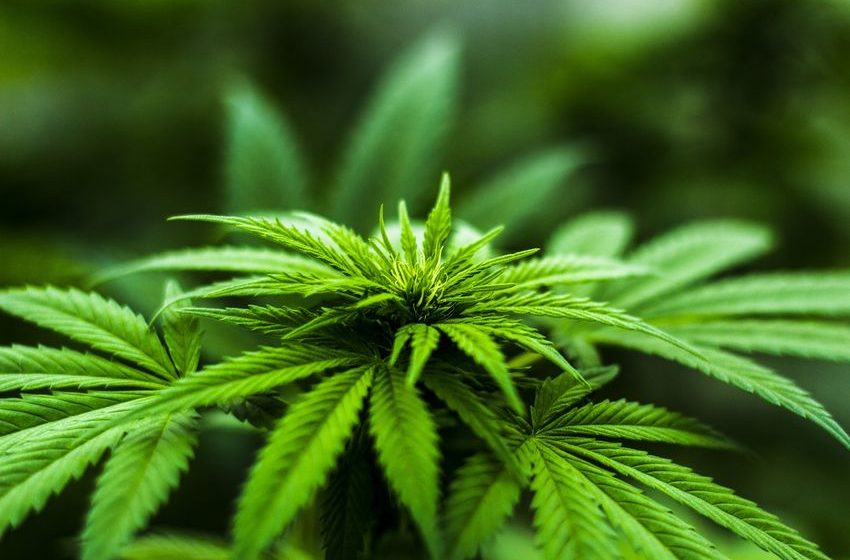 Study Further Helps Destigmatize Cannabis Use