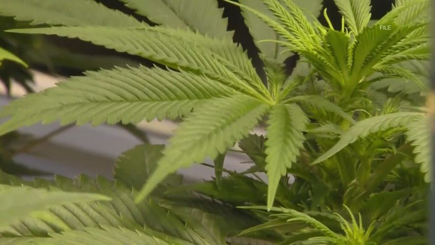  Arkansas could see billions in recreational marijuana income