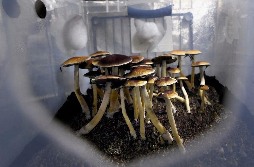 Opinion: I helped decriminalize shrooms in Denver. Here’s why voters should reject the new psychedelics proposal
