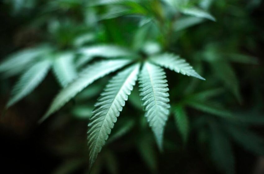  Brandon Township voters to decide on marijuana business – Oakland Press