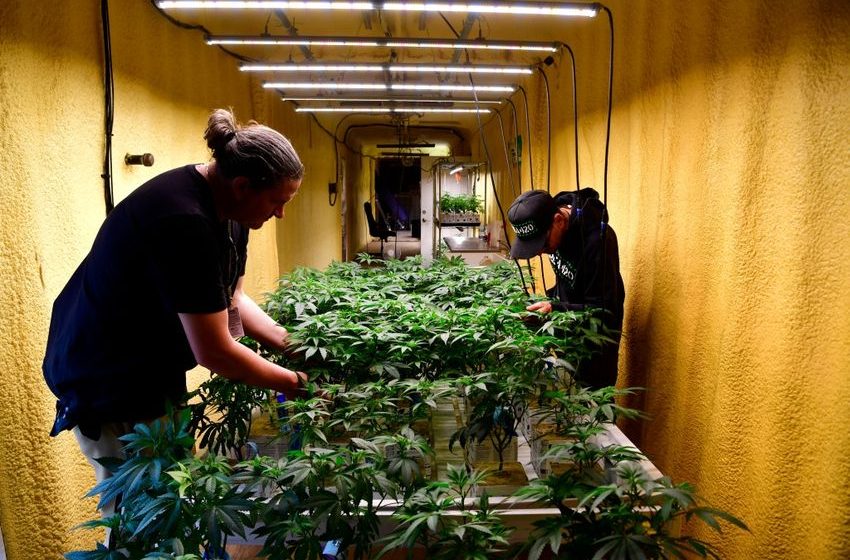  Colorado’s medical marijuana sales hit lowest point since legalization