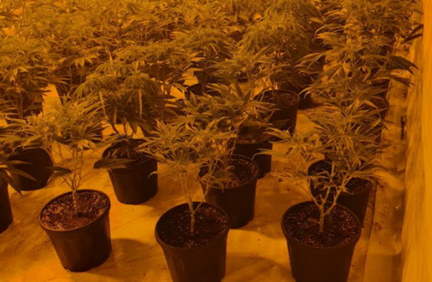  Two men arrested after €465,000 cannabis drug seizure at Galway growhouse