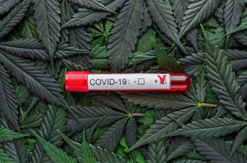 The Role of Cannabis in Treating Long COVID | High Times