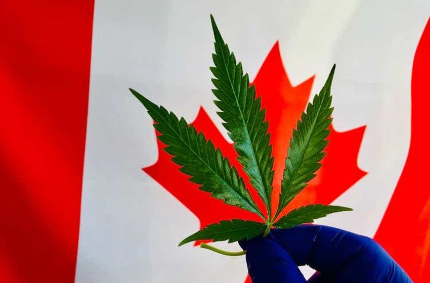  Cronos drives Canadian pot stocks lower after quarterly miss