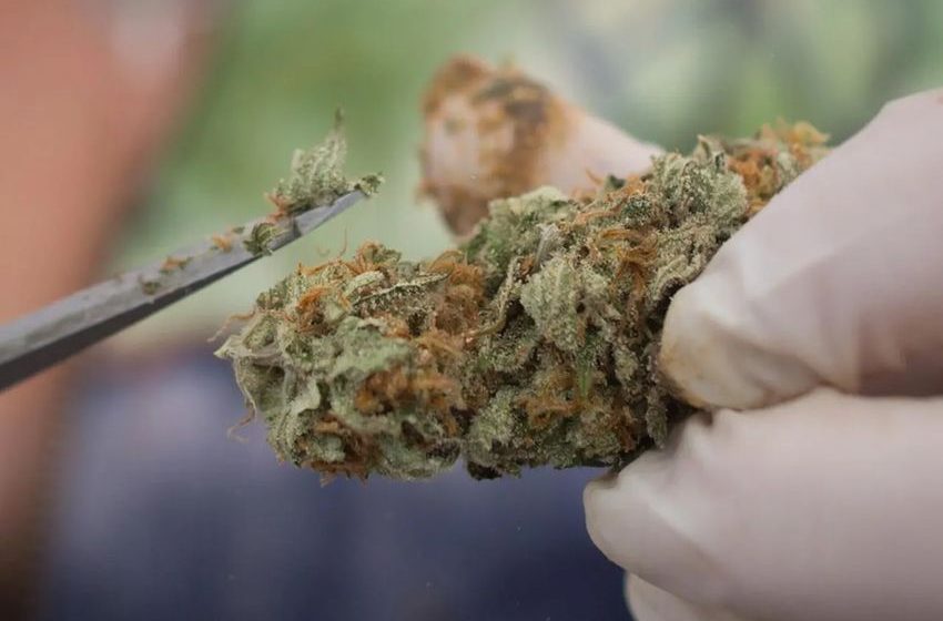 Front companies being used to launder illicit cannabis cash: intelligence agency