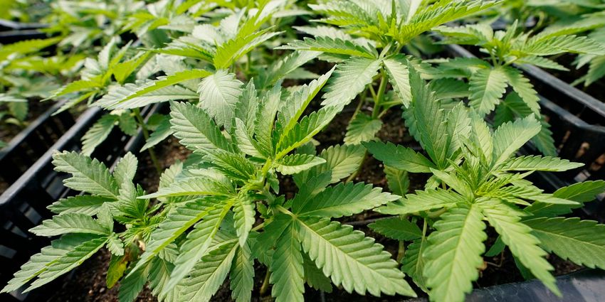  Arkansas Secretary of State calls recreational marijuana ballot measure “insufficient”