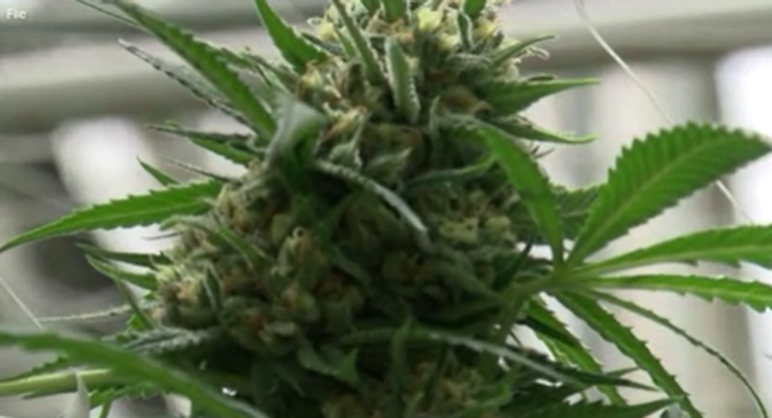  New Mexico’s recreational cannabis industry may be growing too fast – KRQE News 13