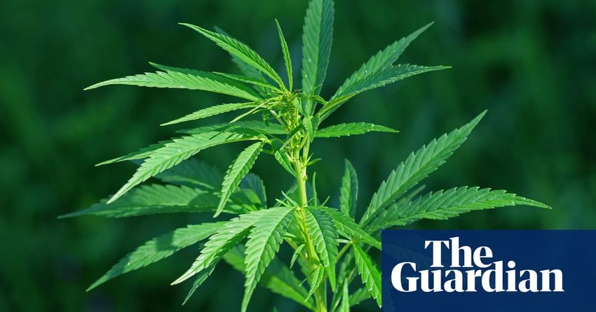  Legalise Cannabis Victoria says rival marijuana party ‘designed to confuse voters’