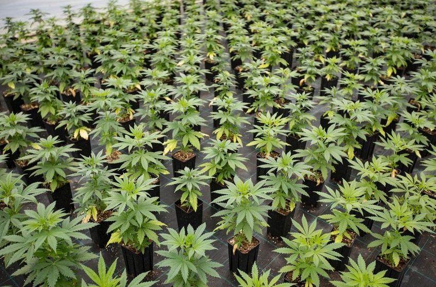  The Single Best Pot Stock to Buy in September