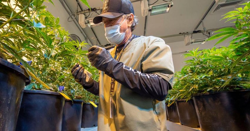  Steve Gleason, Tulane, Warren Riley, more: See who’s vying for Louisiana’s 10th medical marijuana license