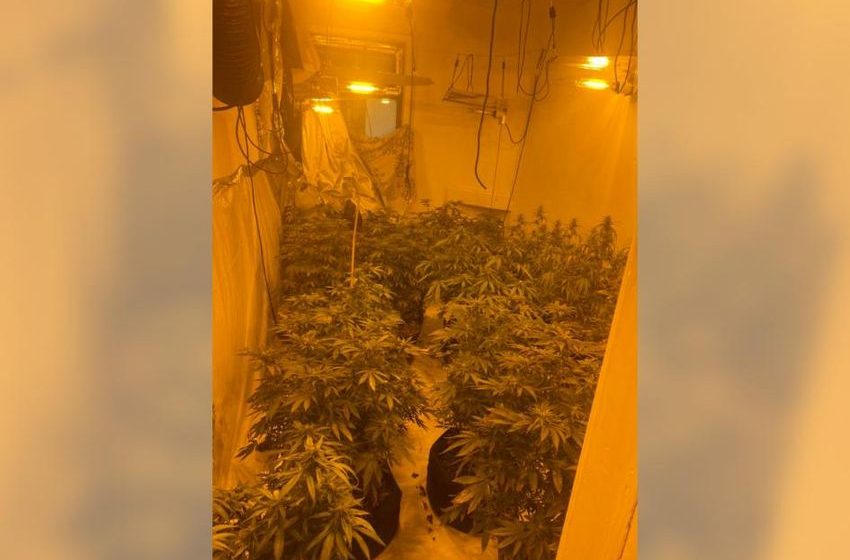 Hyndburn councillor praises community who helped police discover cannabis farm