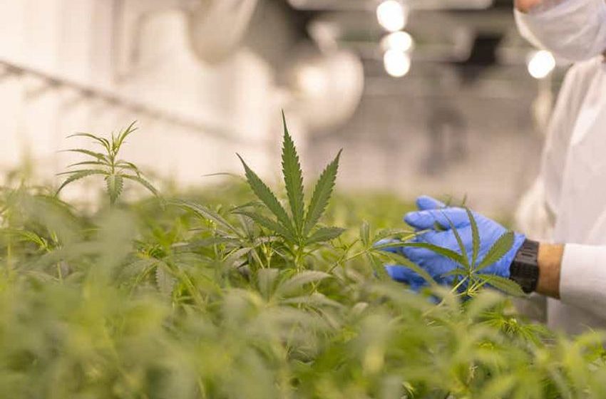  Innovative Industrial: Buy The Dip On The Best Marijuana Dividend Stock