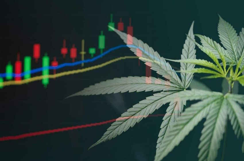  Major marijuana stocks lost 77% of market cap in last 12 months