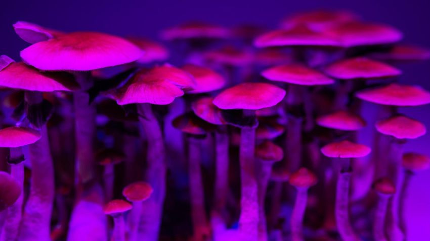  Colorado Will Vote On Legalizing Psychedelic Mushrooms In November