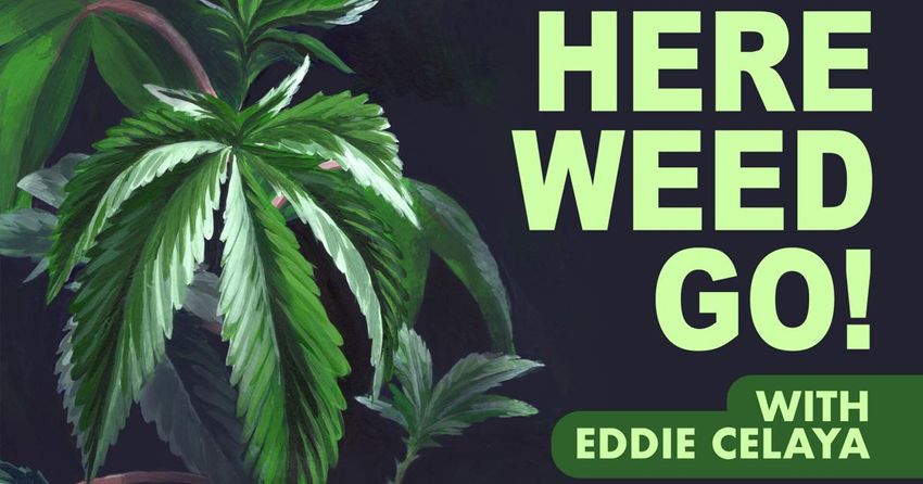  What is the future of cannabis at a national level? | Here Weed Go! podcast