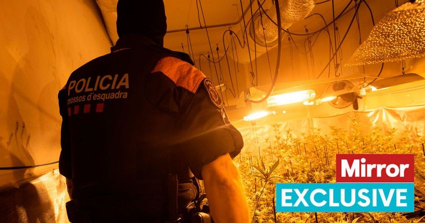  British gangs making millions as they grow cannabis in Spain exploiting legal grey areas