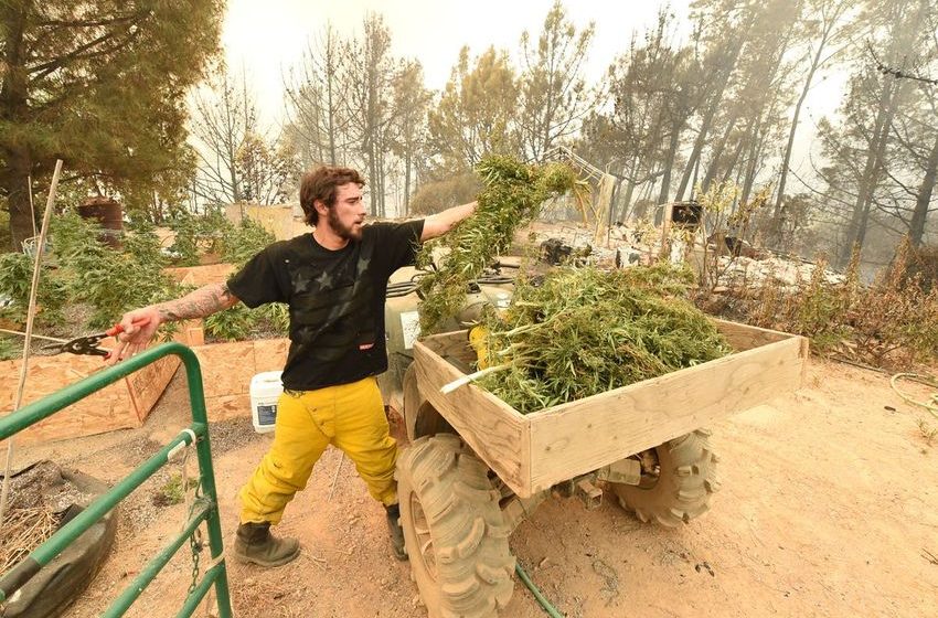  California’s cannabis farms are in serious danger from wildfires, study says