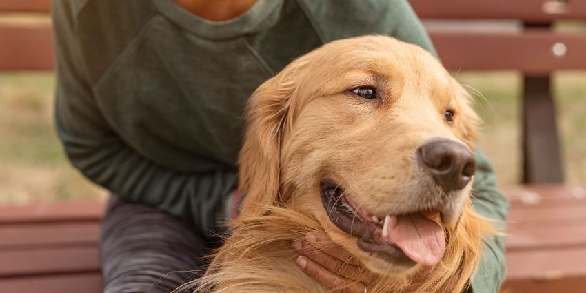 California bill to allow vets to recommend cannabis for pets heads to governor’s desk