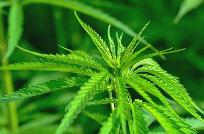 Despite public acceptance, today’s highly potent marijuana can be dangerous